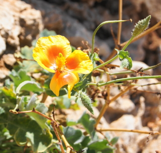 Wild Flower from Lebanon 